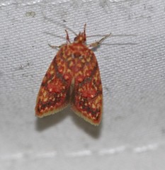 Lophopepla igniferella