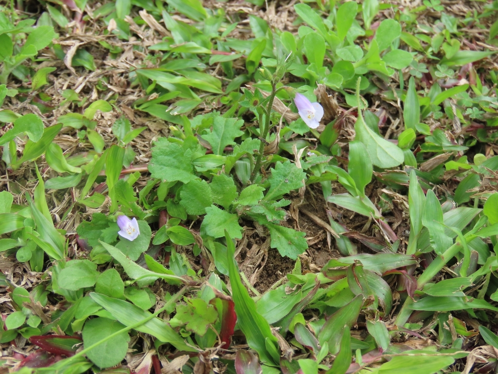 Mazus tainanensis