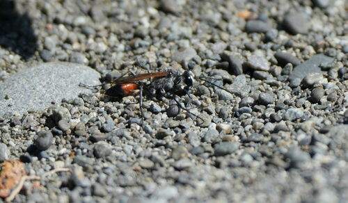 Tyde's Sand Wasp photo 2