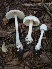 Amanita longipes