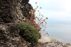 Armeria pubigera