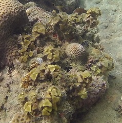 Turbinaria decurrens