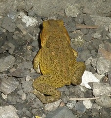 Rhinella marina