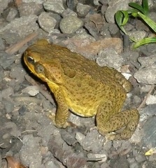 Rhinella marina