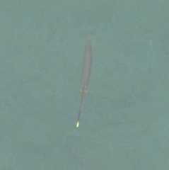 Zenarchopterus dispar