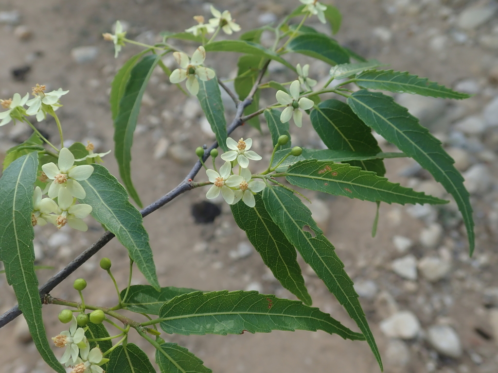 Dombeya anakaensis
