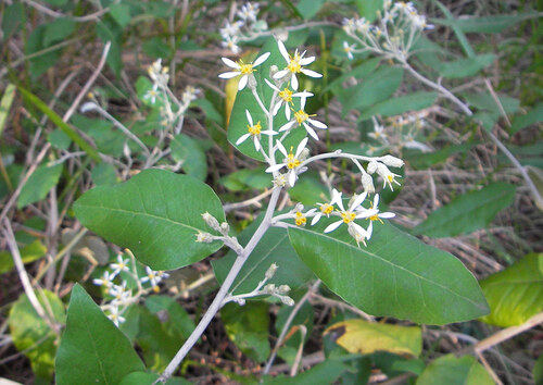 gorge daisy bush (Olearia cydoniifolia)