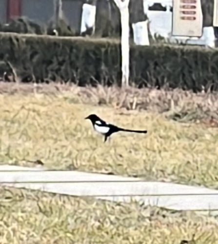 Oriental Magpie