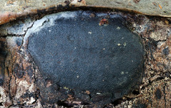 Biscogniauxia mediterranea