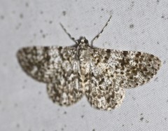 Thallogama corticola