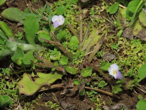 Mazus tainanensis (Mazus tainanensis)