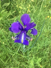 Iris latifolia