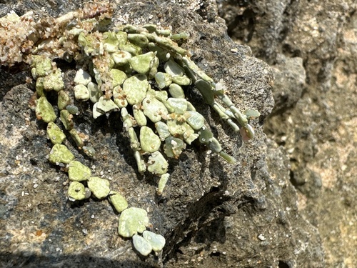 Halimeda gracilis observed 2025-03-07