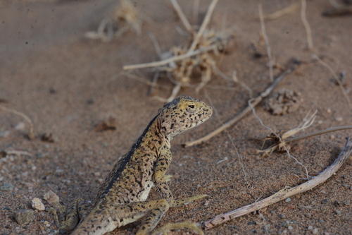 Przewalski's Toadhead Agama