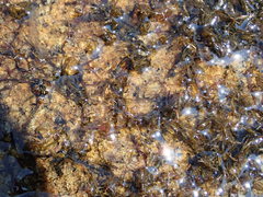 Podostemum ceratophyllum