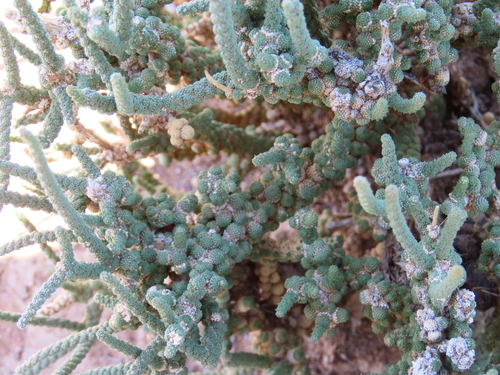 Image of Tiganophyton karasense by no rights reserved