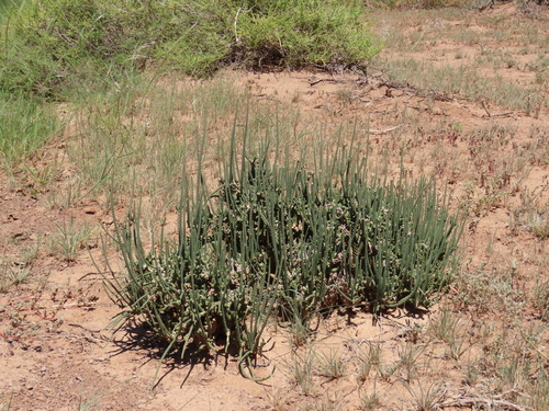 Image of Tiganophyton karasense by no rights reserved