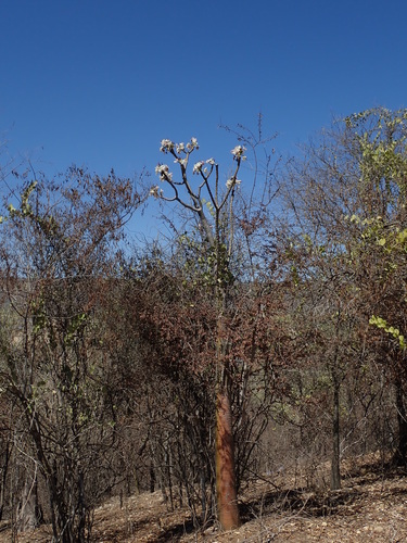 Pachypodium meridionale