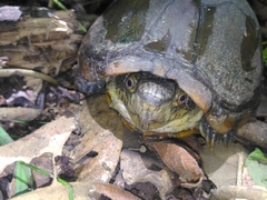 Kinosternon herrerai