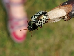 Calligrapha confluens