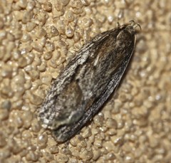 Acantholena siccella