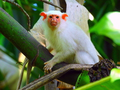 Silvery Marmoset photo 5