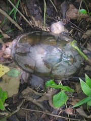 Kinosternon herrerai