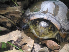 Kinosternon herrerai