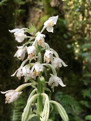 Calanthe calanthoides