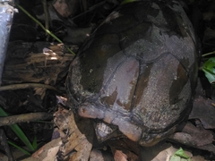 Kinosternon herrerai