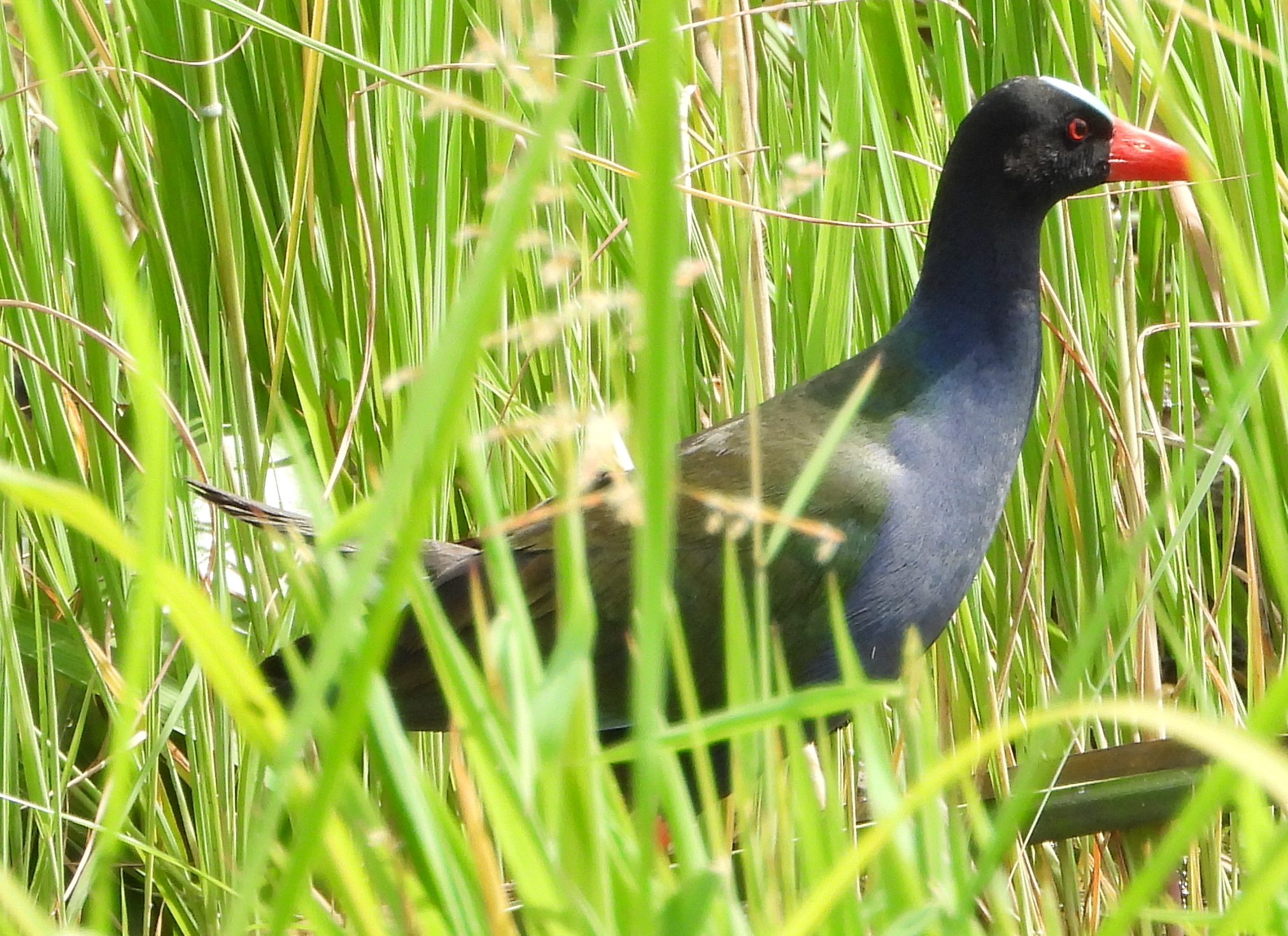 Allen's Gallinule (Porphyrio alleni), photo 6