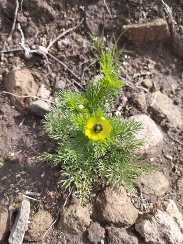 Image of Adonis microcarpa by no rights reserved