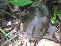 Kinosternon herrerai