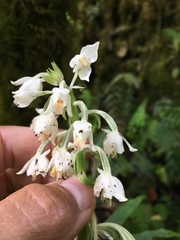 Calanthe calanthoides