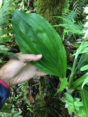 Calanthe calanthoides