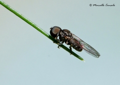 Dasydorylas holosericeus