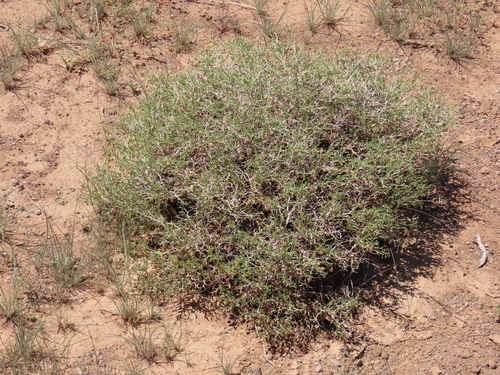 Image of Hermannia spinosa by no rights reserved