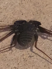 Paraphrynus carolynae