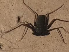 Paraphrynus carolynae