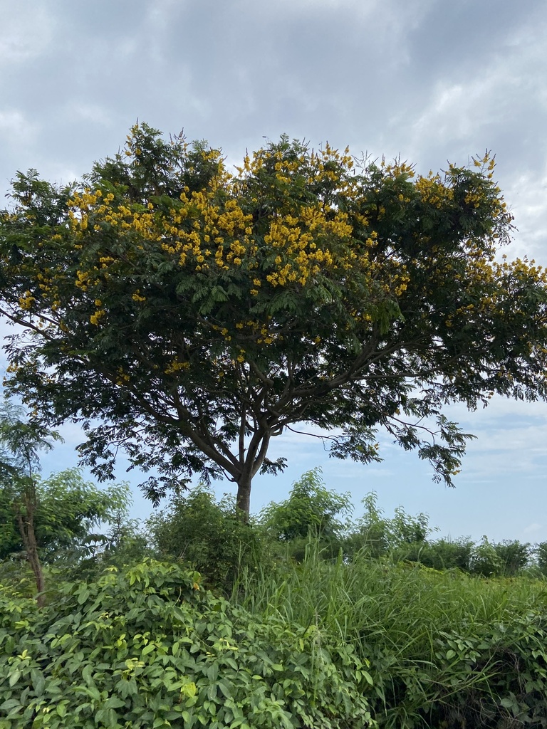 Yellow flame (Peltophorum pterocarpum)