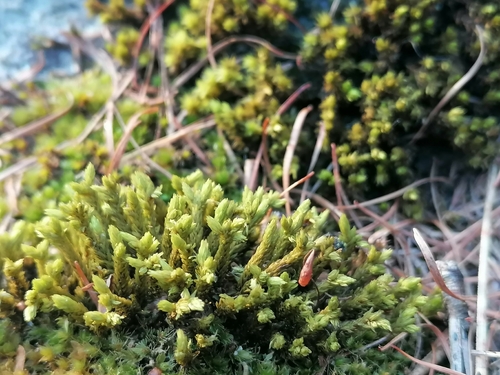 Image of Racomitrium aciculare by (c) Daniel Buczkiewicz, some rights reserved (CC BY-SA)