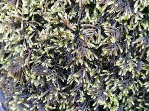 Image of Flagellate Feather-Moss (Hyocomium armoricum) by (c) Daniel Buczkiewicz, some rights reserved (CC BY-SA)