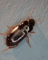 Selenophorus opalinus