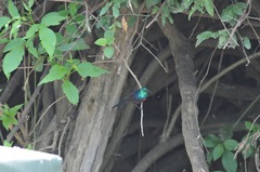 Cinnyris erythrocercus