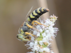 Bembix sinuata