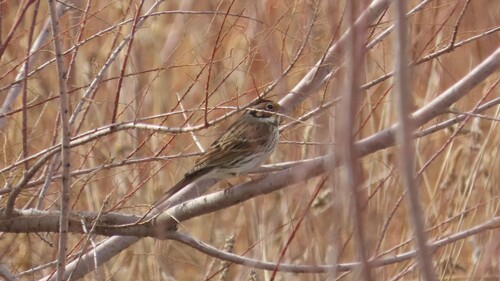 Little Bunting