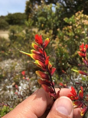 Castilleja talamancensis