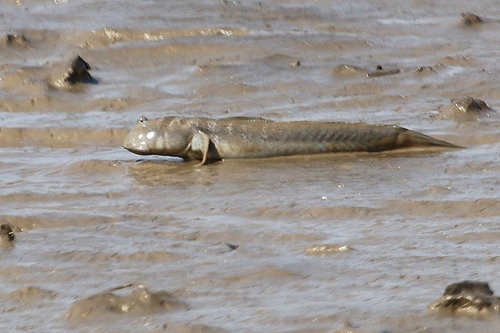 Gangetic mudskipper (Boleophthalmus dussumieri) — Gobiidae — 5