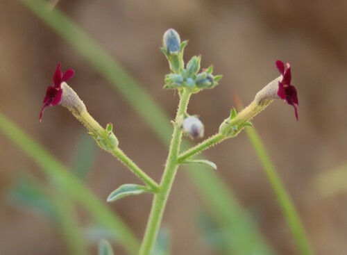 Jamesbrittenia barbata (Jamesbrittenia barbata)