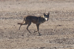 Canis lupus pallipes